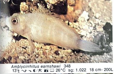 Amblycirrhitus earnshawi